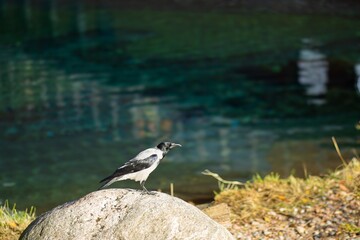 Black and white bird perched on a large rock near a tranquil body of water, surrounded by lush greenery, showcasing natural beauty and wildlife in a serene environment