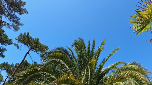 majest&auml;tische Ansicht einer gro&szlig;en Palme - die gr&uuml;nen Palmwedel erstrecken sich kraftvoll gegen den strahlend blauen Himmel und wiegen leicht im Wind, tropisch, tropisch, Urlaub, Reise, Sommer