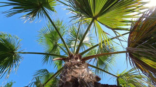 majest&auml;tische Ansicht einer gro&szlig;en Palme - die gr&uuml;nen Palmwedel erstrecken sich kraftvoll gegen den strahlend blauen Himmel und wiegen leicht im Wind, tropisch, tropisch, Urlaub, Reise, Sommer