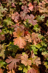 Geranium macrorrhizum 