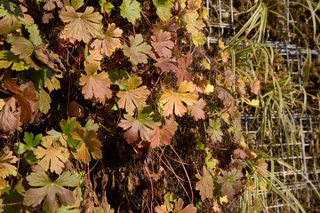 Geranium macrorrhizum plant in a vertical garden