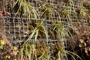Carex morrowii plants in a vertical garden
