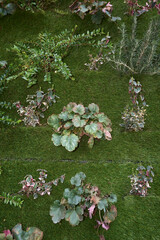 perennial plants in a green vertical wall