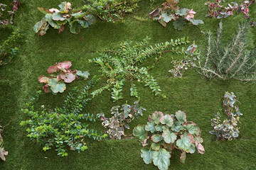 perennial plants in a green vertical wall