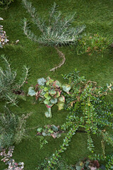 perennial plants in a green vertical wall