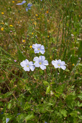 Linum perenne in bloom