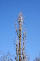 Populus nigra italica