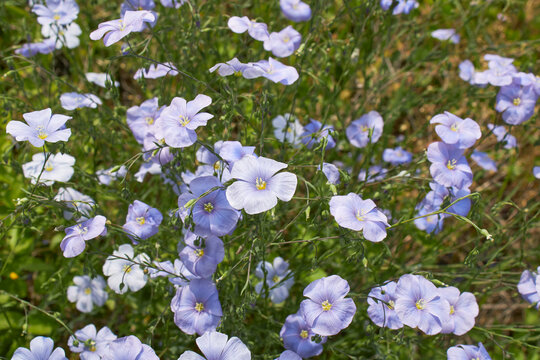 Linum perenne in bloom
