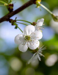 Fototapeta premium White Cherry Blossom Flower on Green Background in Bright Light