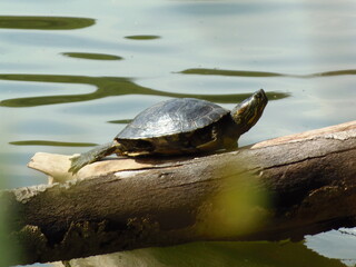 Obraz premium Turtle on a log in a pond, closeup of photo