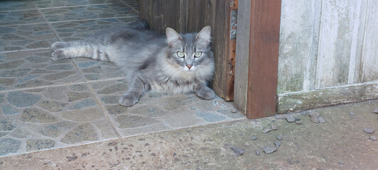 cat on the wall