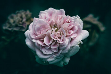 A close up of a pink rose flower in bloom