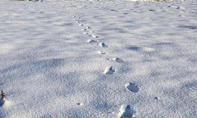 A line of clear footprints traces a path across clean, white snow in an open area, leading off into the distance. Contrasting shadows emphasize the depth and texture of the snow cover, creating a sens © Олег Струс