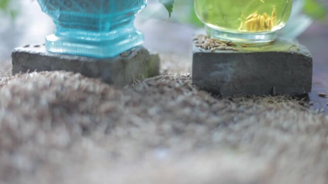 Herbal detoxifying drink i.e. Jeera water with some raw organic cumin in a glass bowl.