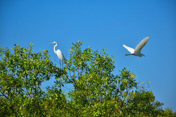 white stork in flight