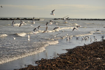 seagulls on the beach