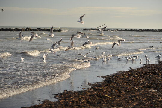seagulls on the beach