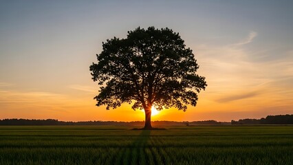 Obraz premium Serene Sunset Glow: Lone Oak Tree Silhouetted in Verdant Field with Radiant Sunburst.