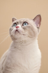 A British Shorthair cat with cream fur looks upward in a soft studio light. The background and coat colors blend harmoniously in this still portrait.