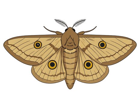Detailed illustration of a brown and tan eyed silkmoth on a white background