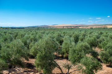 Mar de olivos en Ja&eacute;n