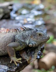 Obraz premium Detailed Close-Up of Iguana in Natural Environment with Texture