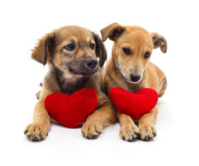 Two cute puppies holding red heart toys isolated on white background.