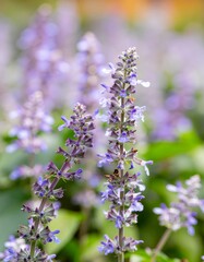 Obraz premium Beautiful Lavender Flowering Plants in Garden Setting