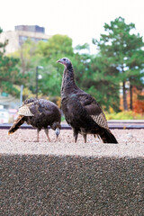 Fototapeta premium Two wild turkeys stand on a gravel surface in an urban setting, blending nature with city life.