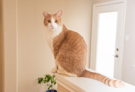 a sweet yellow tabby cat
