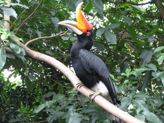 Fototapeta premium Hornbill with vibrant casque perched on a tree in the Malaysian rainforest, showcasing tropical wildlife and biodiversity.