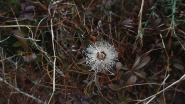 planta flor senecio jacobaea - erva de s&atilde;o tiago
