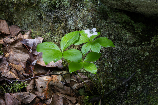 Bunchberry Cornus canadensis dogwood plant with a single white flower growing amongst moss and leaf litter horizontal orientation