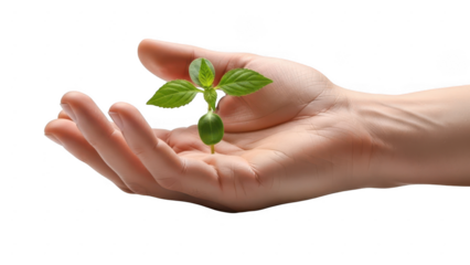 A delicate green seedling sprouts from an open palm representing growth and new beginnings isolated on transparent background