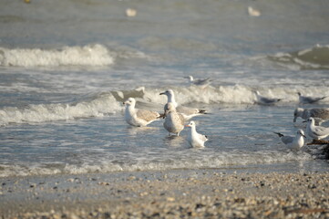 seagull on the beach
