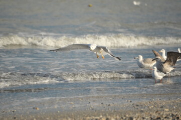 seagulls in flight