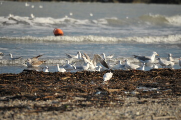 seagull on the beach