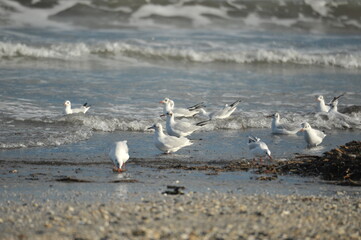 seagull on the beach