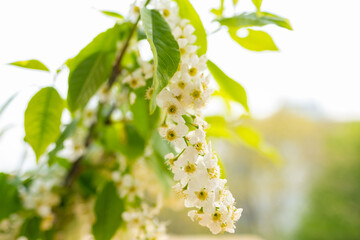 Early flowering European Bird cherry, beautiful white flowers tree Eurasian plant Prunus padus, spring nature, warm sunny weather, organic natural beauty, fragrant flowers, sensory experience close up