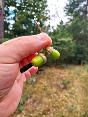 A man's hand holds a pair of green acorns against a forest