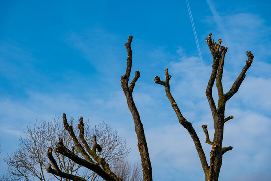 tree with heavily pruned branches against clear blue sky, cuts from crown reduction, stark silhouette bare limbs in winter or early spring, winter gardening, pruning, maintenance urban or park trees - Powered by Adobe