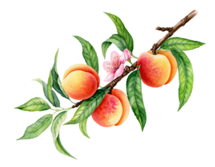 Watercolor illustration of a peach branch with ripe fruit, leaves, and a blossom isolated on transparent background