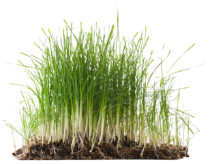 Fresh green grass sprout clump with visible root system isolated on transparent background