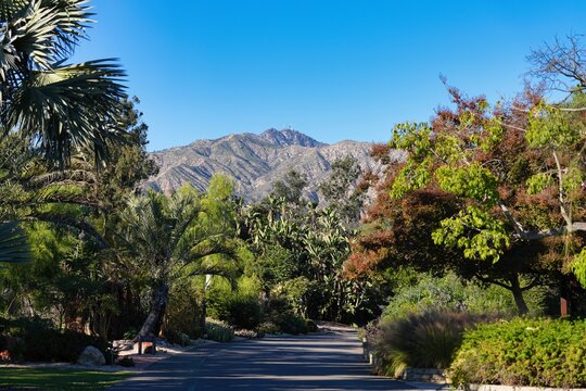 The San Gabriel Mountains seen from the Arcadia Arboretum.