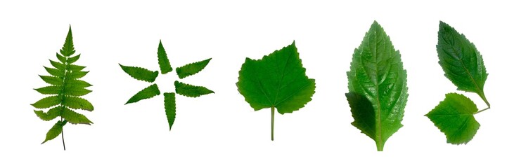 A detailed set of various green leaves, including fern and broadleaf species, isolated on a clean white background for botanical, design, and nature-themed projects.