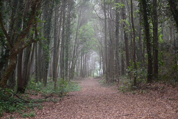Fototapeta premium path in the woods