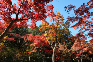 青空の下で鮮やかに色づく紅葉の森の秋景色