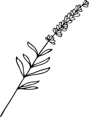 Vector hand drawn lavender flower illustration isolated on a white background.