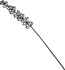 Vector line illustration of hand drawn lavender flower illustration isolated on a white background.