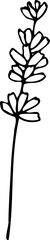 Vector line lavender flower illustration isolated on a white background.